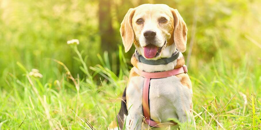 La Fundación Proconsi colabora con la Asociación Protectora de Animales y Plantas de León